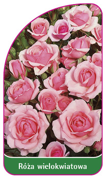 Trandafir multifloral Nr. 261 A