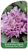 Rhododendron-Hybride 'Fastuosum Flore Pleno'