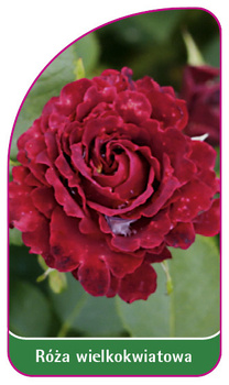 Róza okrywowa Nr. 233