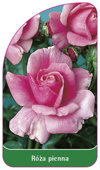 Róza pienna Nr. 40