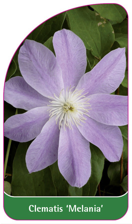 Clematis 'Melania'