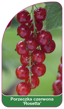 Porzeczka czerwona 'Rosetta'