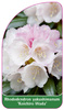 Rhododendron yakushimanum 'Koichiro Wada'