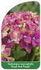Hydrangea macrophylla 'Royal Red Purple'
