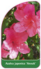 Azalea japonica 'Anouk'