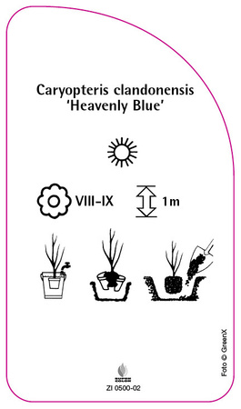 Caryopteris clandonensis 'Heavenly Blue'