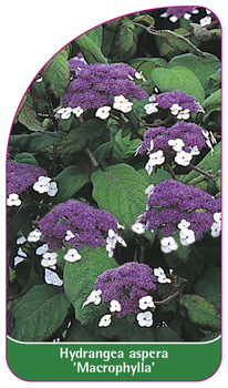 Hydrangea aspera 'Macrophylla'