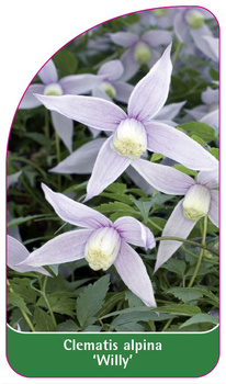 Clematis alpina 'Willy'