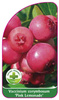 Vaccinium corymbosum 'Pink Lemonade'
