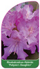 Rhododendron-Hybride 'Pohjola's Daughter'