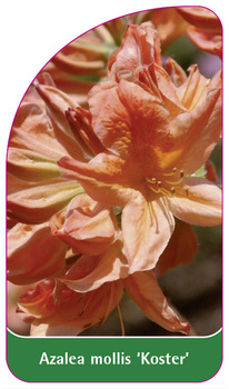 Azalea mollis 'Koster'