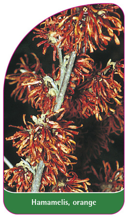 Hamamelis, orange