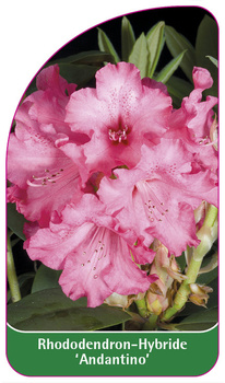 Rhododendron-Hybride 'Andantino'