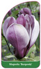 Magnolia 'Burgundy'