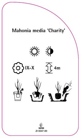 Mahonia media 'Charity'