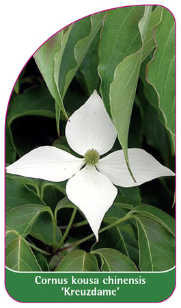 Cornus kousa chinensis 'Kreuzdame'