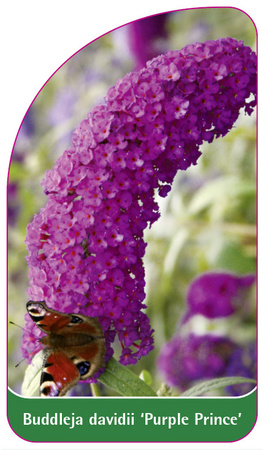 Buddleja davidii 'Purple Prince'