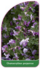 Chamaecytisus purpureus