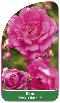 Róza 'Pink Climber'