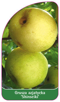 Grusza azjatycka 'Shinseiki'