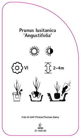 Prunus lusitanica 'Angustifolia'