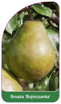 Grusza 'Bojniczanka'