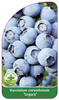 Vaccinium corymbosum 'Legacy'