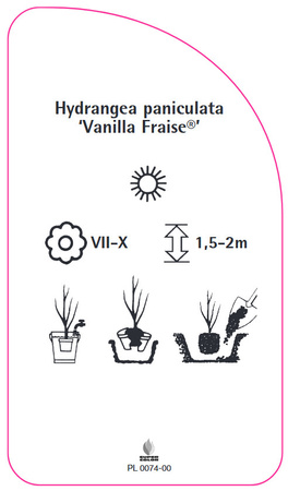 Hortensie paniculata 'Vanilla Fraise'