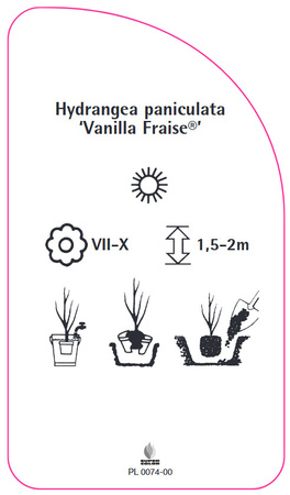 Hydrangea paniculata 'Vanilla Fraise'