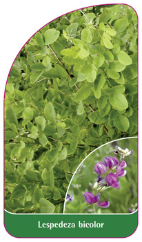 Lespedeza bicolor