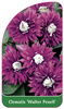 Clematis 'Walter Pennell'