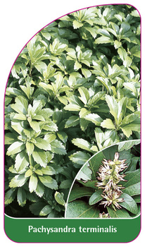 Pachysandra terminalis
