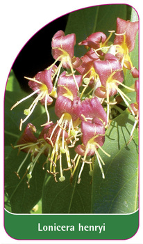 Lonicera henryi
