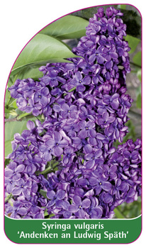 Syringa vulgaris 'Andenken an Ludwig Späth'