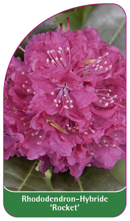 Rhododendron-Hybride 'Roket'