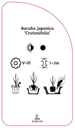 Aucuba japonica 'Crotonifolia'