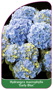 Hydrangea macrophylla 'Early Blue'