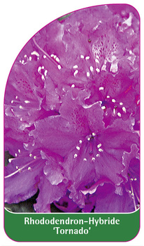 Rhododendron-Hybride 'Tornado'