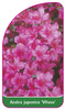 Azalea japonica 'Vltava'