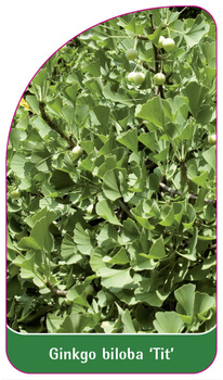 Ginkgo biloba 'Tit'