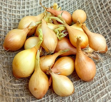 Cebula Dymka II Wolska - KOMPLET 0,5KG