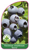 Vaccinium corymbosum 'Sierra'