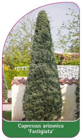 Cupressus arizonica 'Fastigiata'