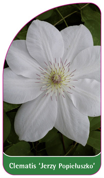 Clematis 'Jerzy Popieluszko'