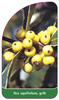 Ilex aquifolium, gelb