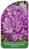 Rhododendron-Hybride 'Libretto'