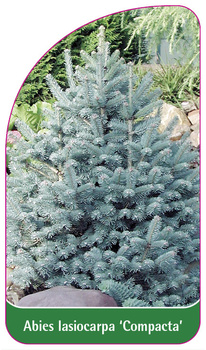 Abies Iasiocarpa 'Compacta'