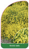 Genista Iydia