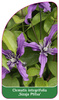 Clematis integrifolia 'Sizaja Ptitsa'
