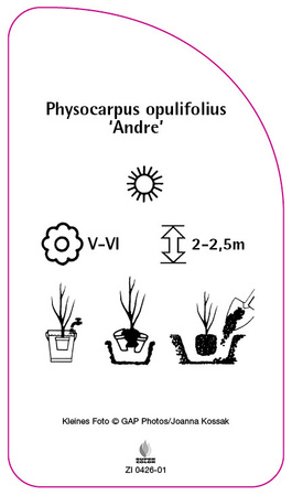 Physocarpus opulifolius "Andre